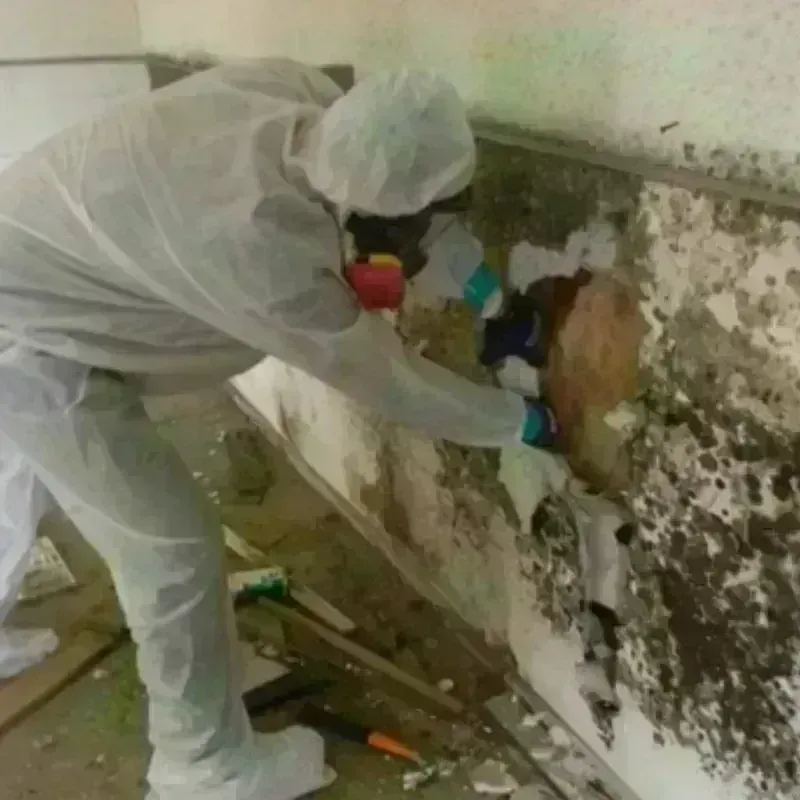 Mold Remediation and Removal in Daphne, AL